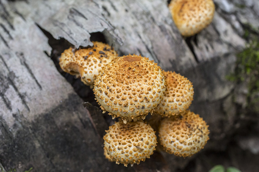 Toasted Marshmallows Up Close And Personal On Gatineau Park S Wolf Trail Andrew Lavigne S Website